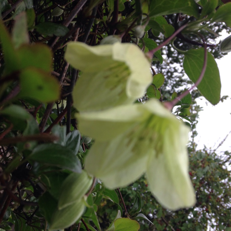 Plant image Clematis cirrhosa 'Wisley Cream'