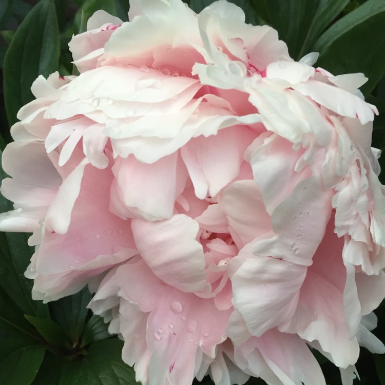 plant image 459748