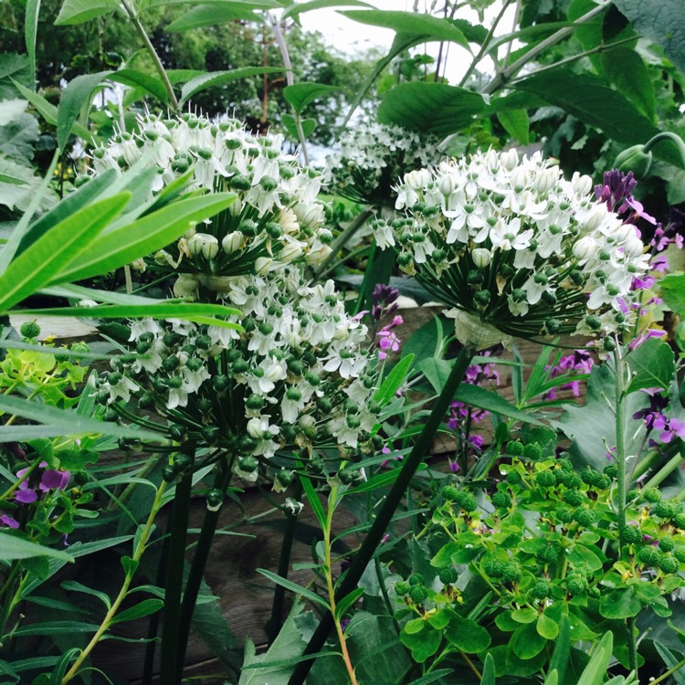 Plant image Allium 'Silver Spring'