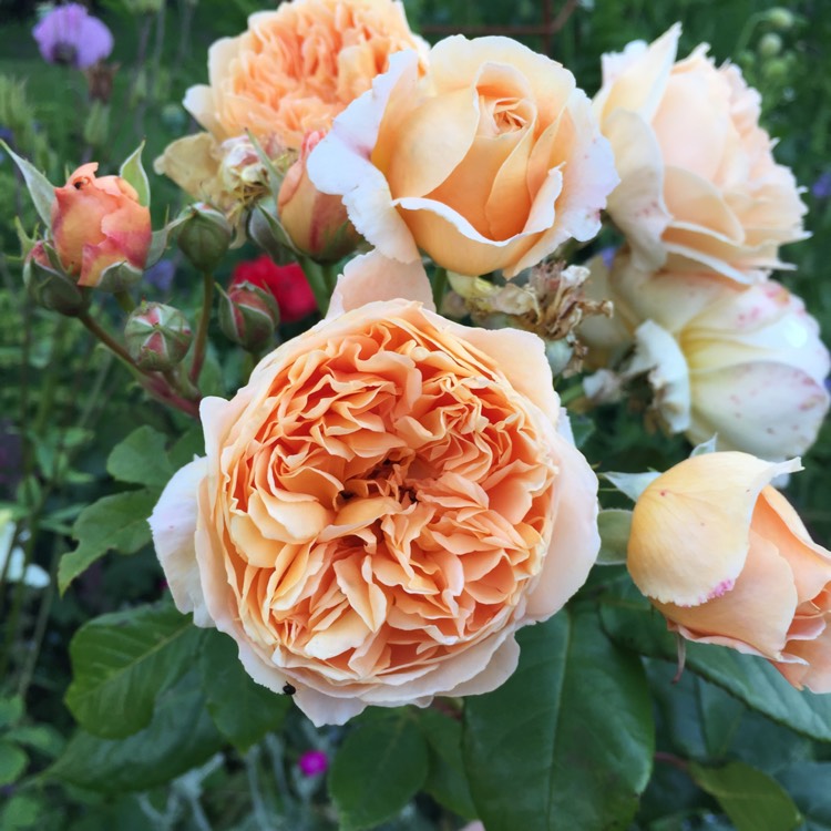 Plant image Rosa 'Auswinter' syn. Rosa 'Crown Princess Margareta'