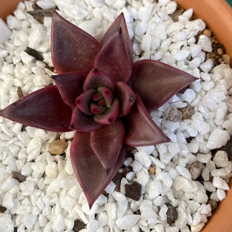 plant image 1517006
