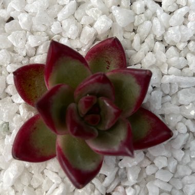 Echeveria 'Agavoides Ebony'