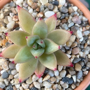 Echeveria 'Agavoides Ebony Hybrid'