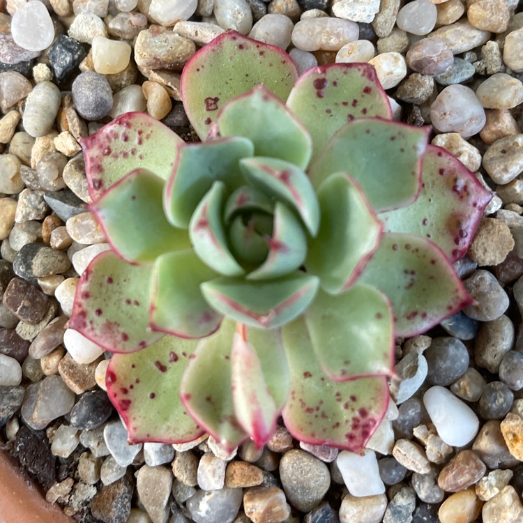 plant image 1517018
