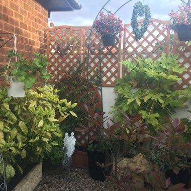 Wendy's garden
