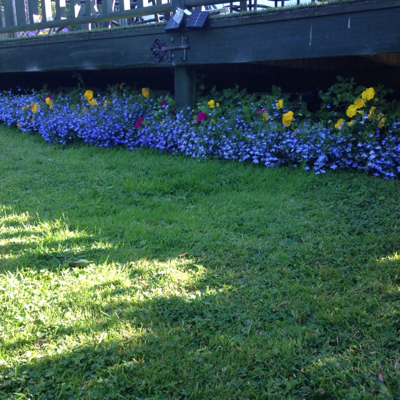 Wendy and Bill's garden