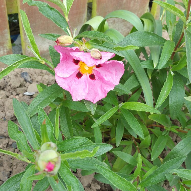 Plant image Cistus x purpureus 'Betty Taudevin'