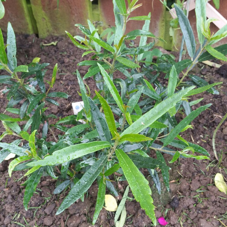 plant image 132756