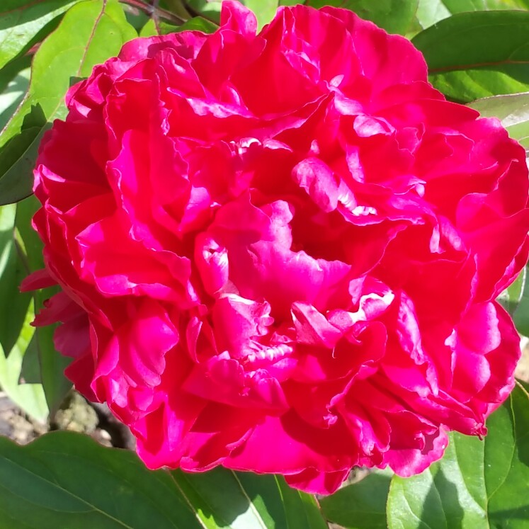 Paeonia lactiflora 'Augustin d'Hour'