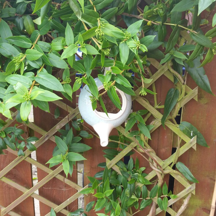 plant image 133561