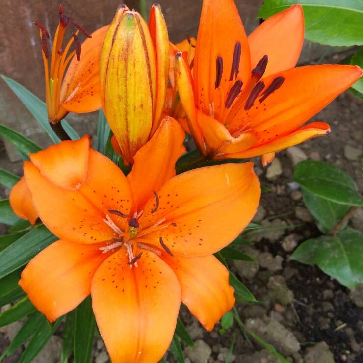 Lilium