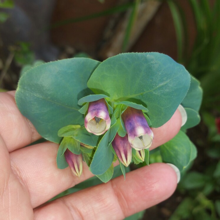 Plant image Cerinthe major 'Purpurescens'
