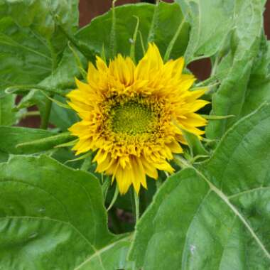 Helianthus annuus 'Teddy Bear'