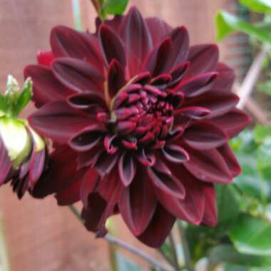 Dahlia