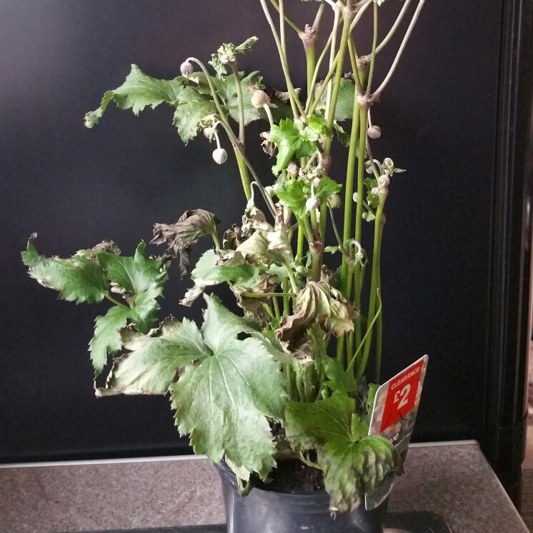plant image 213468