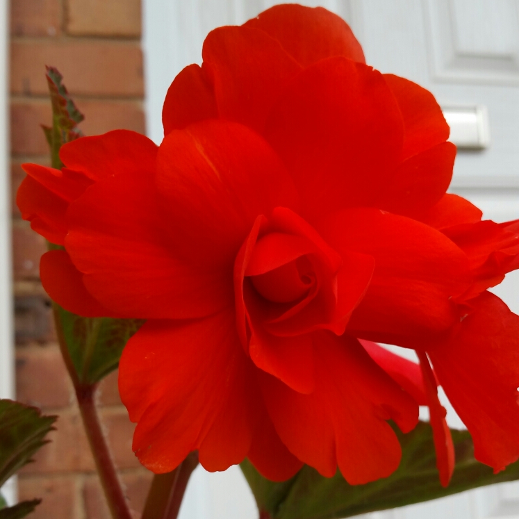 plant image 224931