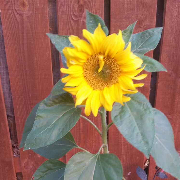 plant image 247772