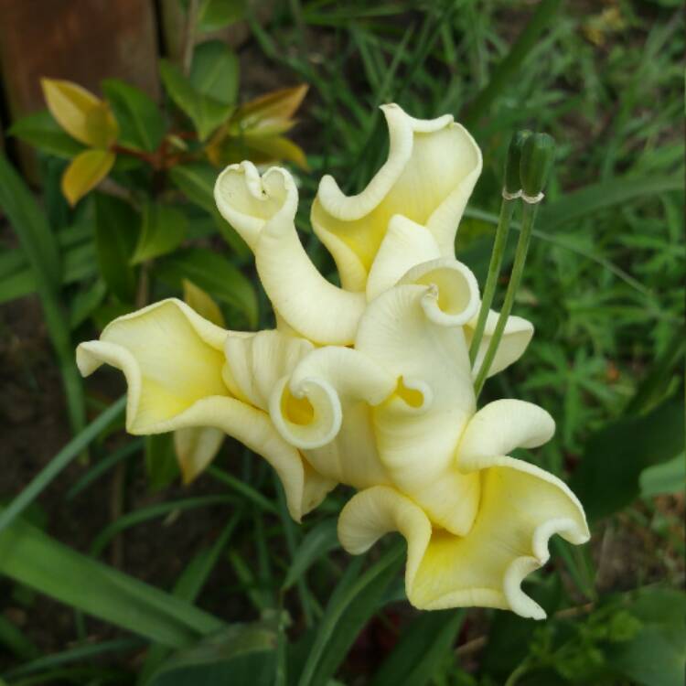 plant image 395325