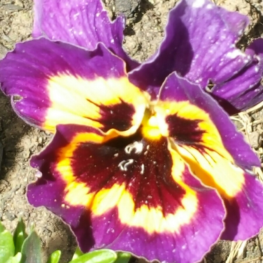 Plant image Viola Matrix Midnight Glow