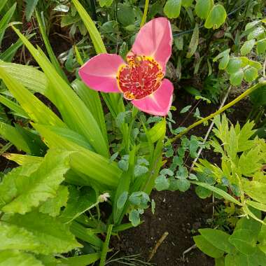 Wendy's garden