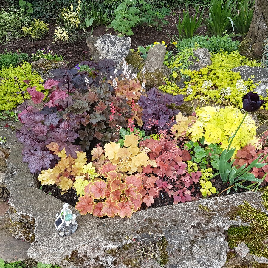 Plant image Heuchera 'Fire Chief'