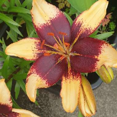Wendi's garden