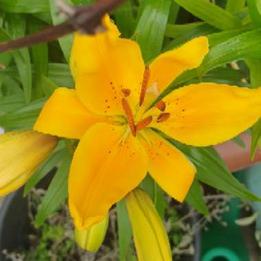 Wendi's garden