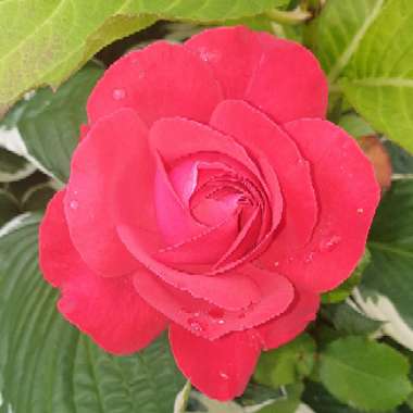 Wendi's garden