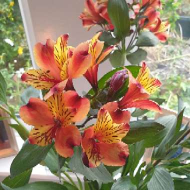 Wendi's garden