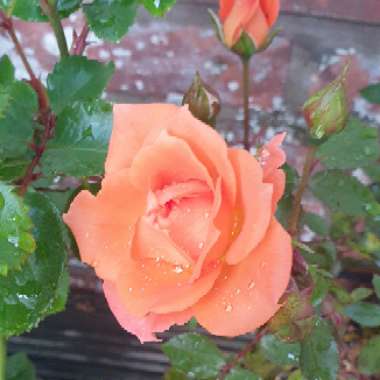 Wendi's garden