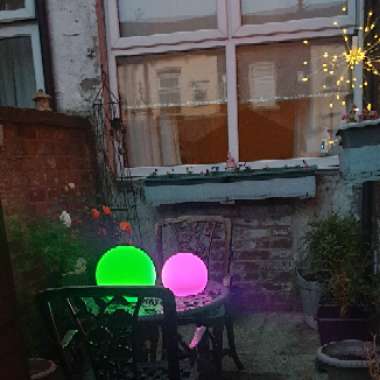 Wendi's garden