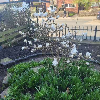Wendi's garden