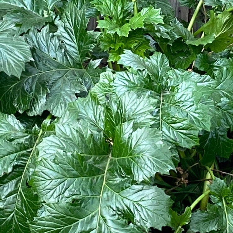 plant image 1328886