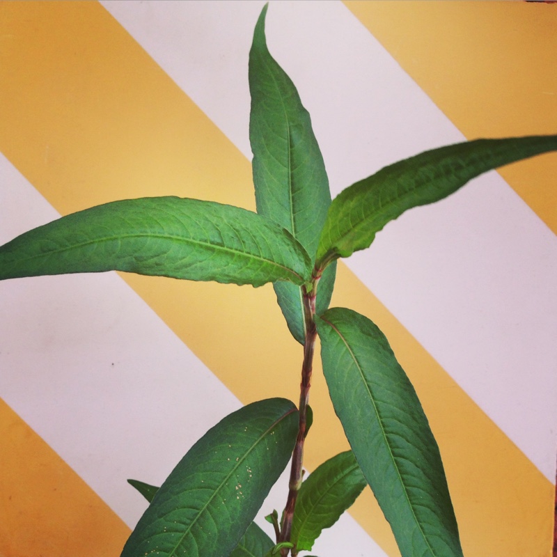 Plant image Persicaria odorata