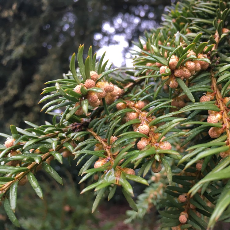Plant image Taxus baccata