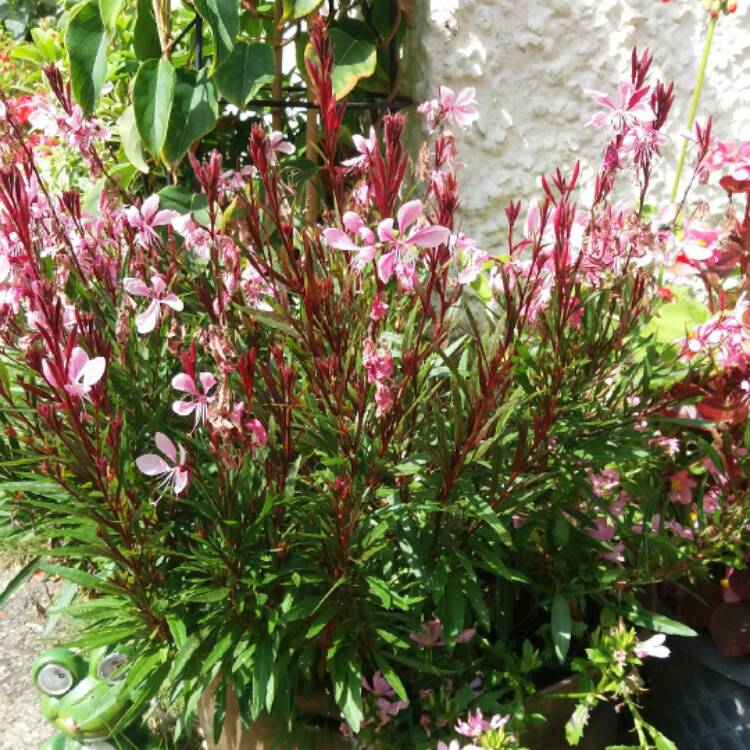 Plant image Oenothera lindheimeri 'Passionate Pink' syn. Gaura lindheimeri 'Passionate Pink'