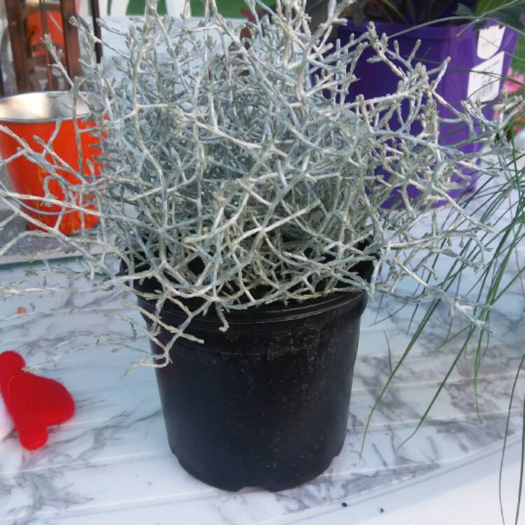 Plant image Calocephalus
