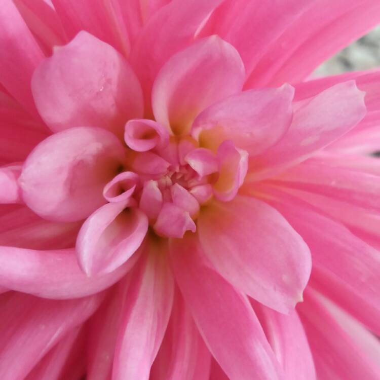 Plant image Dahlia 'Blue Boy'