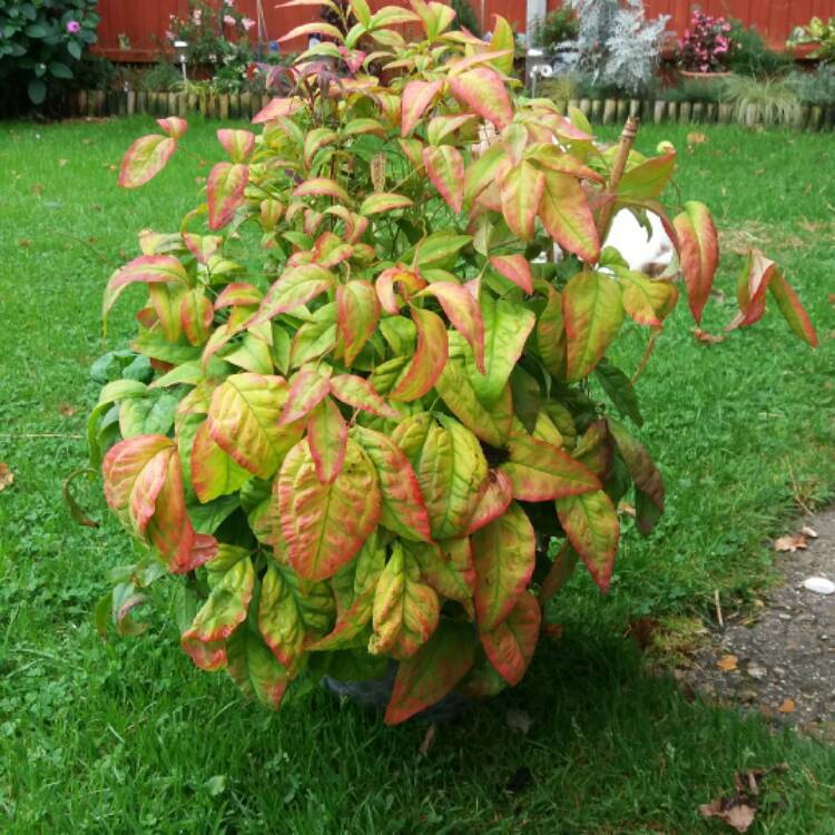 Plant image Nandina domestica 'Fire Power'