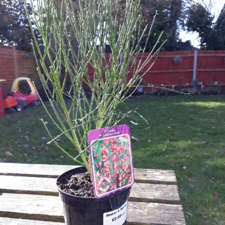 plant image 632060