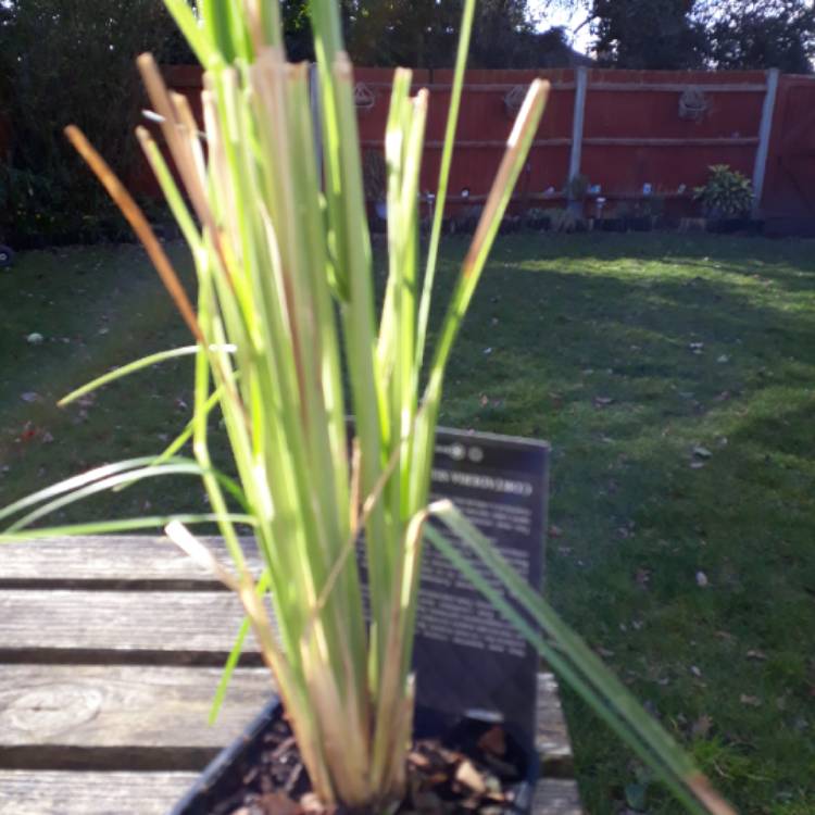 Plant image Cortaderia selloana 'Rosea'