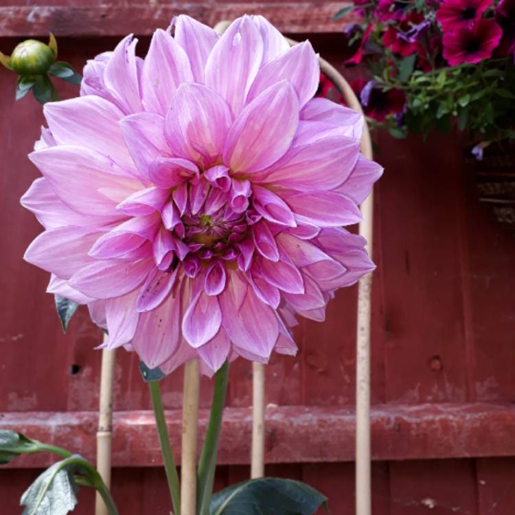 plant image 793751