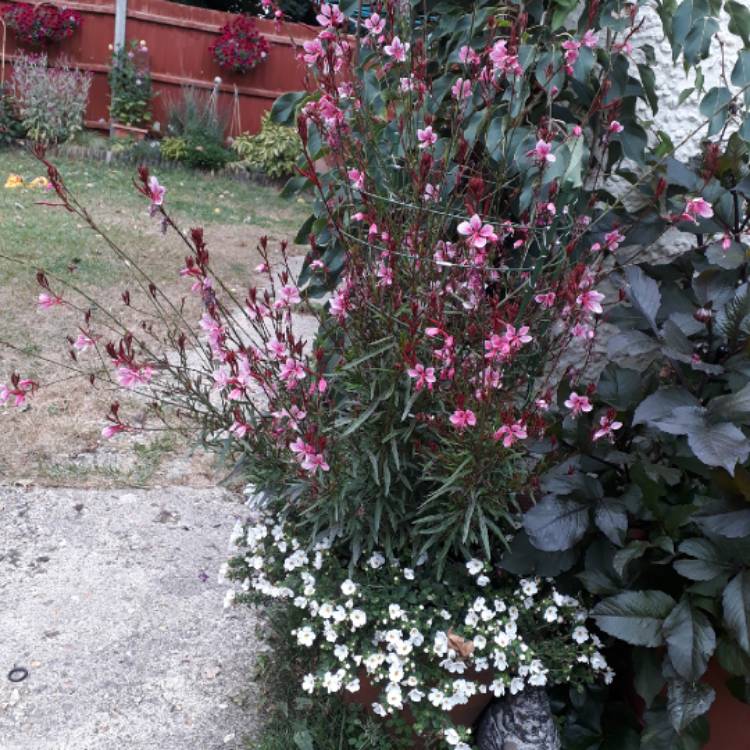 plant image 800659