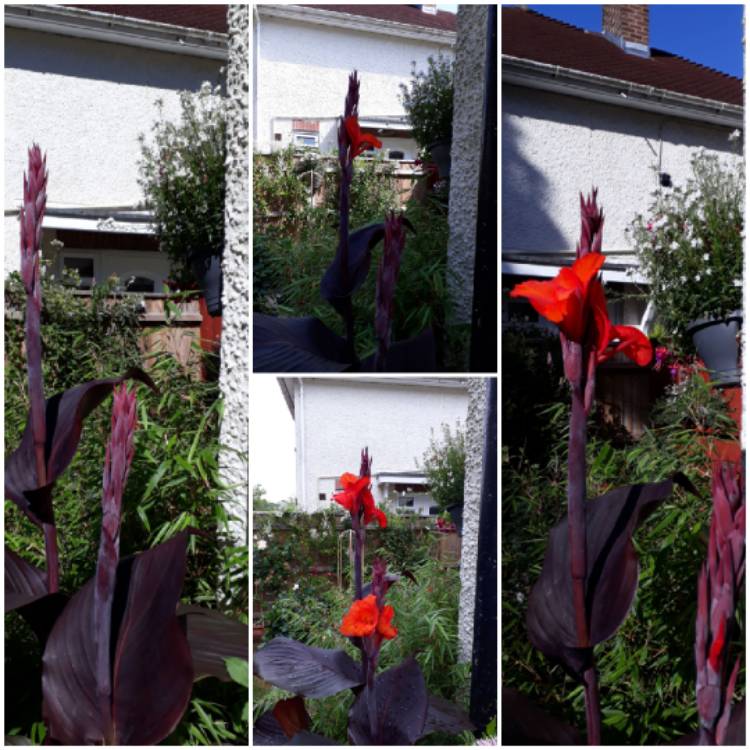 Plant image Canna indica syn. Canna discolor, Canna indica 'Edulis', Canna lanuginosa, Canna limbata, Canna 'Limbata'