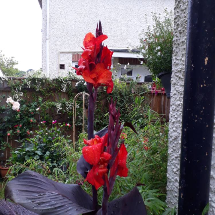 Plant image Canna indica syn. Canna discolor, Canna indica 'Edulis', Canna lanuginosa, Canna limbata, Canna 'Limbata'
