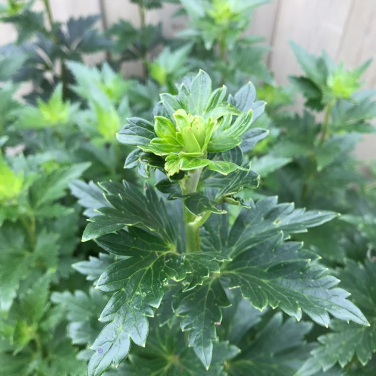 plant image 813473 plant image 813473