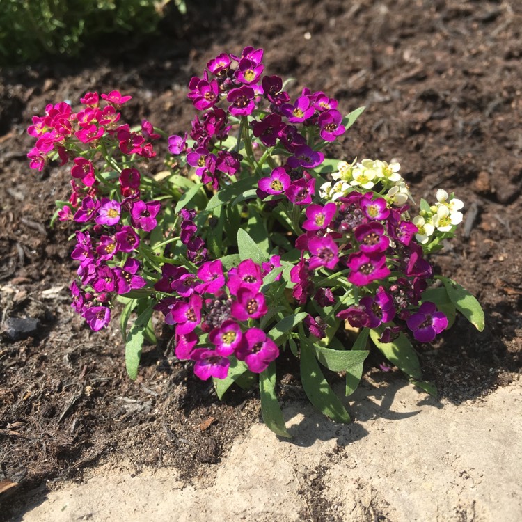 plant image 705437