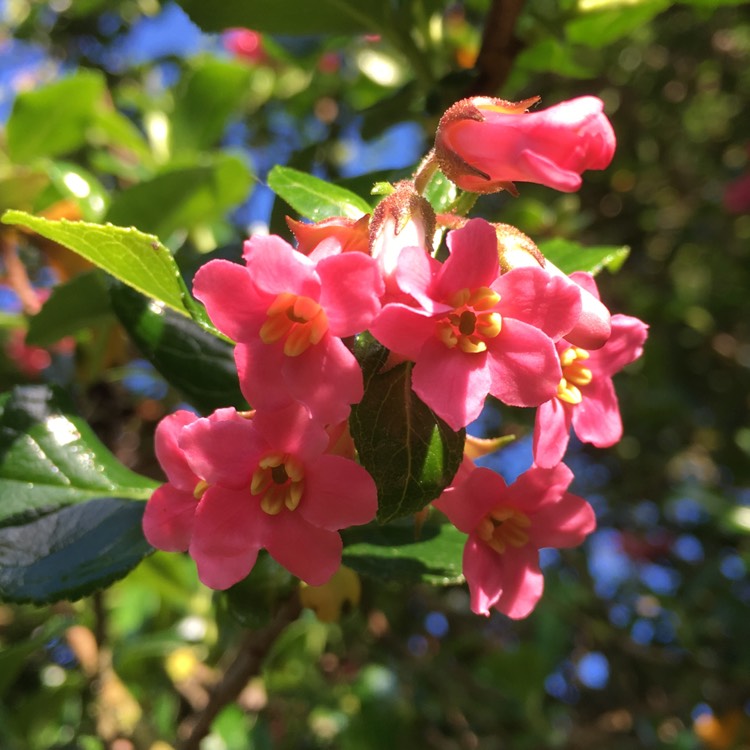 plant image 727173