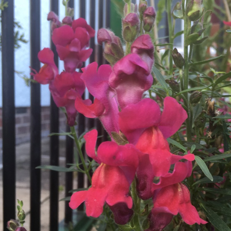 Plant image Antirrhinum majus 'PAS409646' (Snapshot Series) syn. Antirrhinum majus 'Snapshot Red'