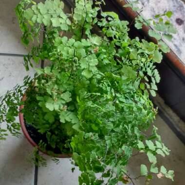 Adiantum Mairisii